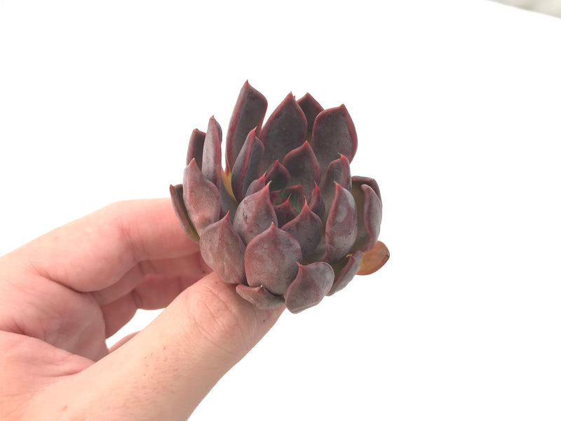 Echeveria Agavoides 'Magic Plot' 2" Rare Succulent Plant