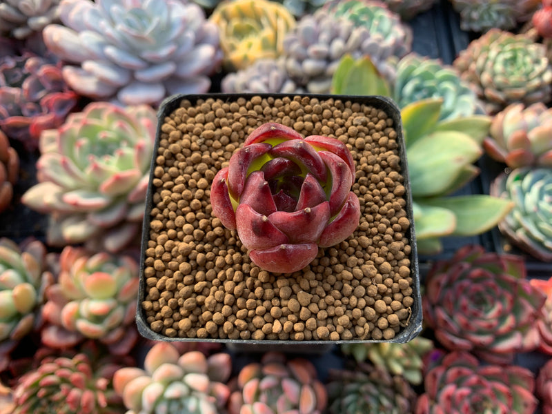 Echeveria Agavoides sp. 1" Small Succulent Plant