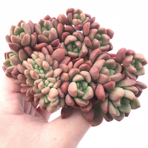 Pachyveria cv. Paradoxa Crested Cluster 6” Rare Succulent Plant