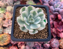 Echeveria 'Compton Carousel' Variegated 2" Succulent Plant