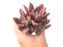 Graptoveria 'Ruby Donna' Cluster 3"-4" Succulent Plant