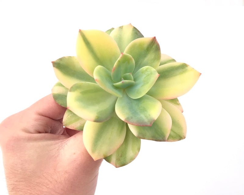 Echeveria 'Hakuhou' Variegated 5" Succulent Plant