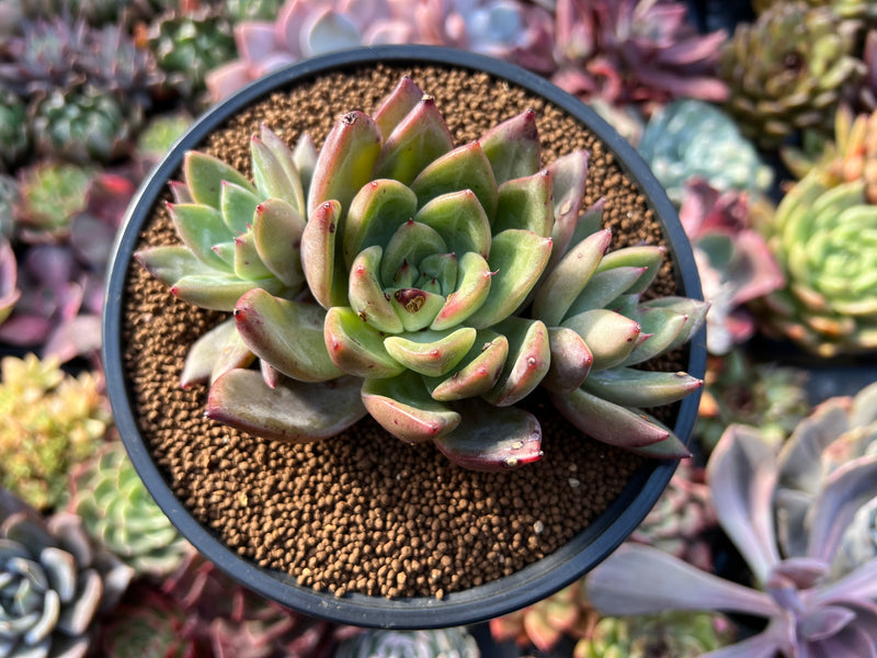 Echeveria 'Green Giant' 4"-5" Cluster Succulent Plant