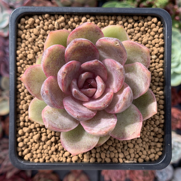 Echeveria 'Mirine' 2" Succulent Plant