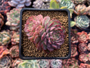 Echeveria 'Charles Rose' 2"-3" Cluster Succulent Plant