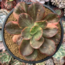 Echeveria 'Primadonna' Variegated 5" Succulent Plant