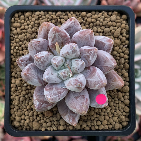 Echeveria 'Tolimanensis' 2"-3" Selected Clone Succulent Plant