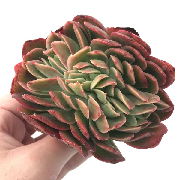 Echeveria 'Luella' Crested 4" Rare Succulent Plant