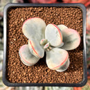 Cotyledon 'Orbiculata' Variegated 2" Succulent Plant