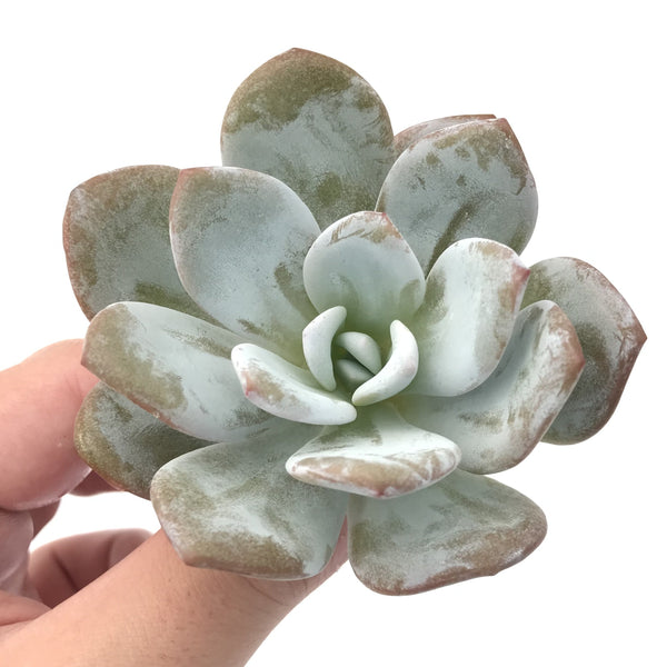 Echeveria 'Laui' 3" Rare Succulent Plant