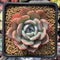 Echeveria 'Horizon' 2"-3" Succulent Plant