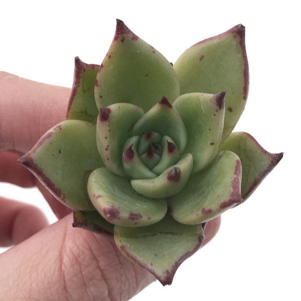 Echeveria Agavoides 'Obis' 1" Succulent Plant