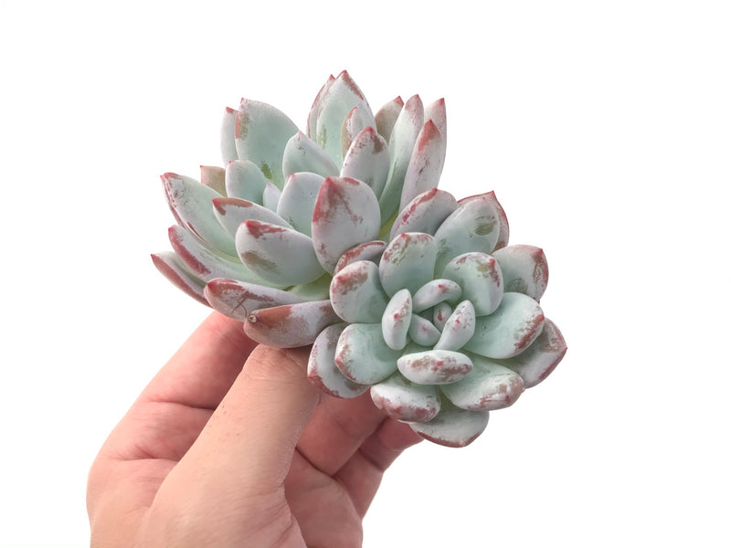 Echeveria 'Ivory' 4" Double Head Powdery Succulent Plant