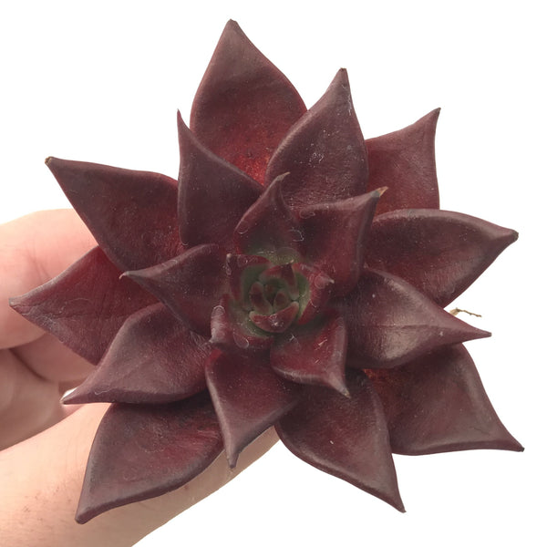 Echeveria Agavoides 'Luming' 2" Succulent Plant