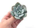 Echeveria 'Laui' 2" Powdery Succulent Plant