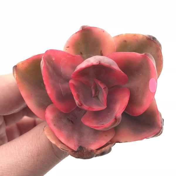 Echeveria Golden State Variegated 3” Rare Succulent Plant