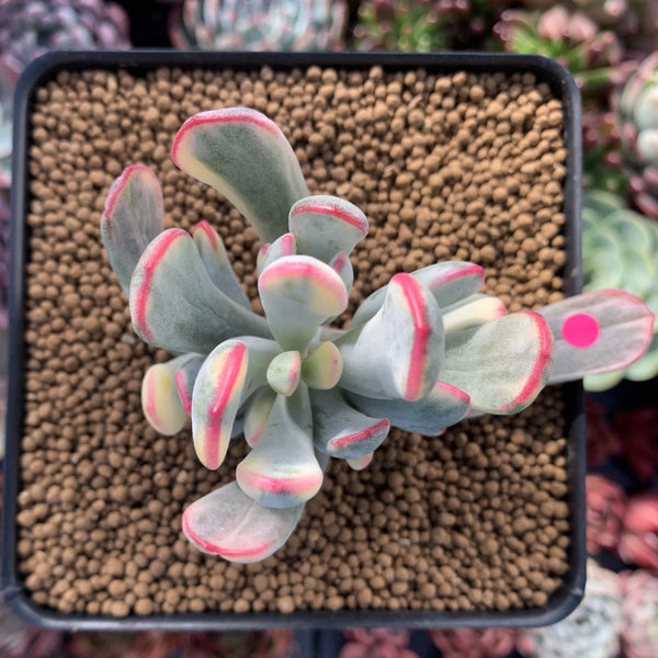 Cotyledon 'Orbiculata' Variegated 3" Succulent Plant