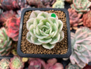 Echeveria 'Compton Carousel' Variegated 2" Small Succulent Plant