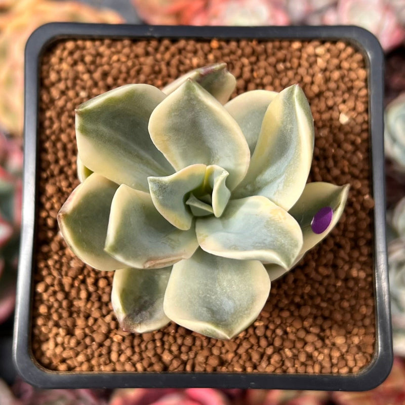 Graptoveria 'Fred Ives' Variegated 1" Succulent Plant