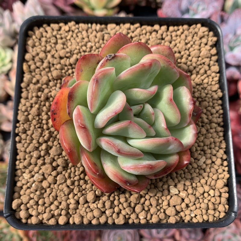 Echeveria 'Paul Shay' 3” Succulent Plant