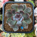 Echeveria 'Purple Stone' 2" Succulent Plant