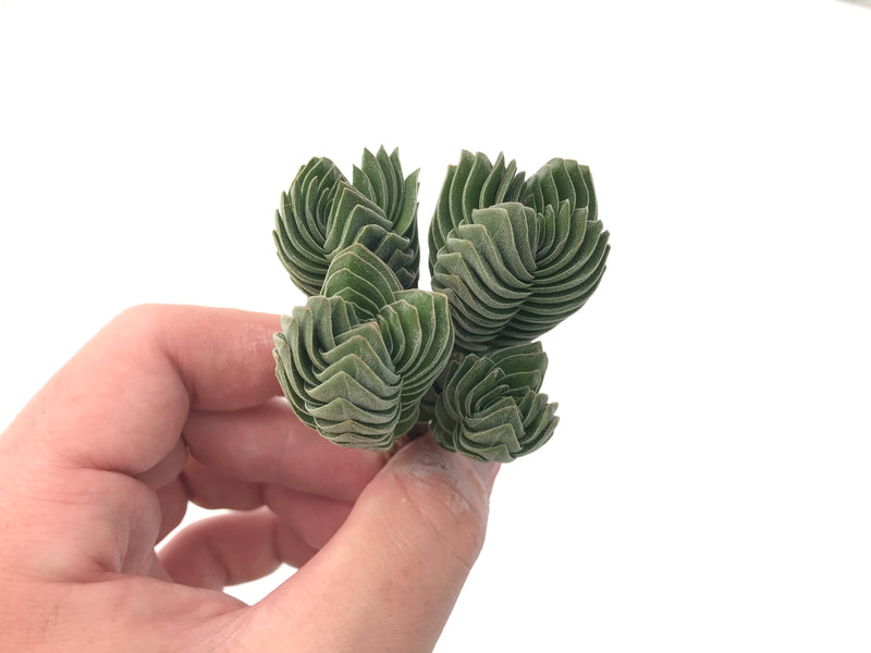 Crassula 'Buddha's Temple' Cluster 2"-3" Succulent Plant