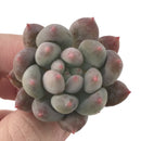 Pachyphytum 'Angels Finger' Small 1" Succulent Plant