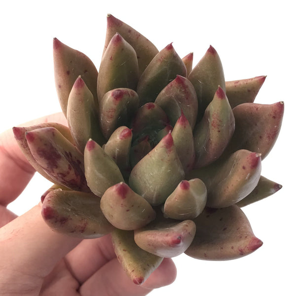 Echeveria Agavoides 'Psyche' 5" Succulent Plant