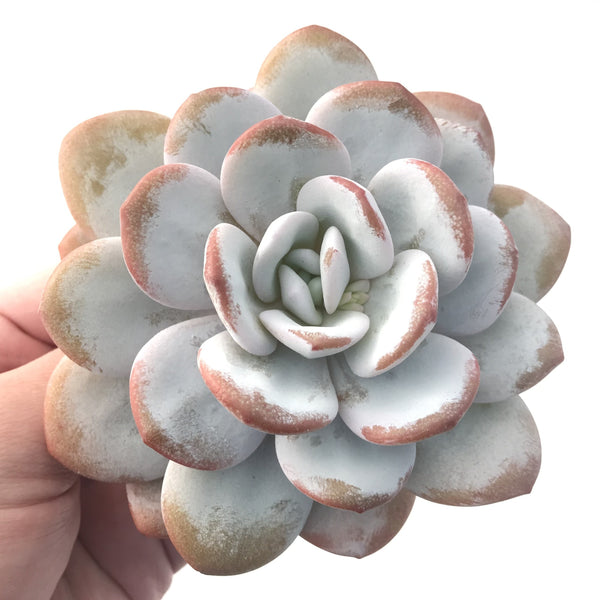 Echeveria 'Laui' 4"-5" Powdery Succulent Plant