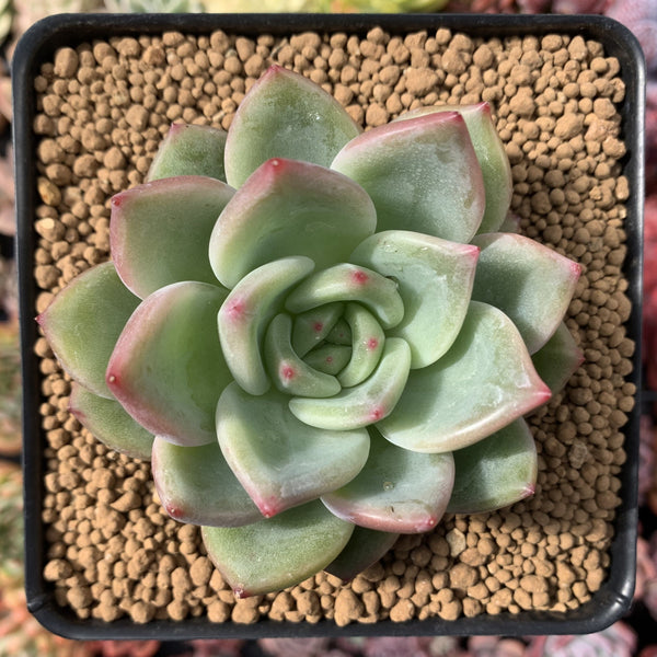 Echeveria Agavoides 'Shallot' 3" Succulent Plant