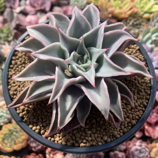 Echeveria 'Madiba' 5" Large Succulent Plant