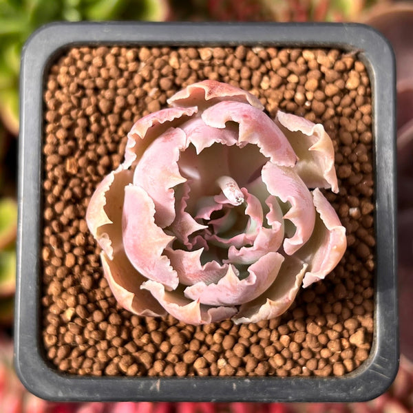 Echeveria 'Apricot' 1" Succulent Plant