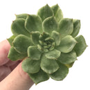 Echeveria Agavoides 'Eve' Variegated 2"-3" Rare Succulent Plant