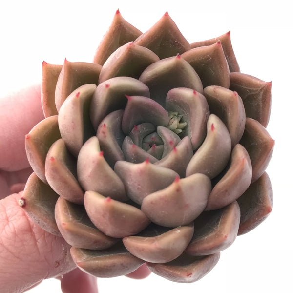 Echeveria Agavoides ‘Glow’ 2” Rare Succulent Plant