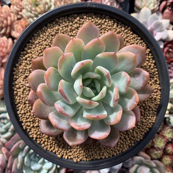 Echeveria 'Star Mark' 5" Succulent Plant