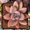 Graptoveria 'Ruby Donna' 3" Succulent Plant