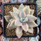 Graptopetalum 'Paraguayense' Variegated 3" Succulent Plant