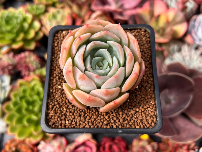 Echeveria 'Apple Grace' 2" New Hybrid Succulent Plant