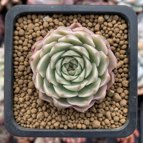 Echeveria 'Margaret' Variegated 1" Cluster Succulent Plant