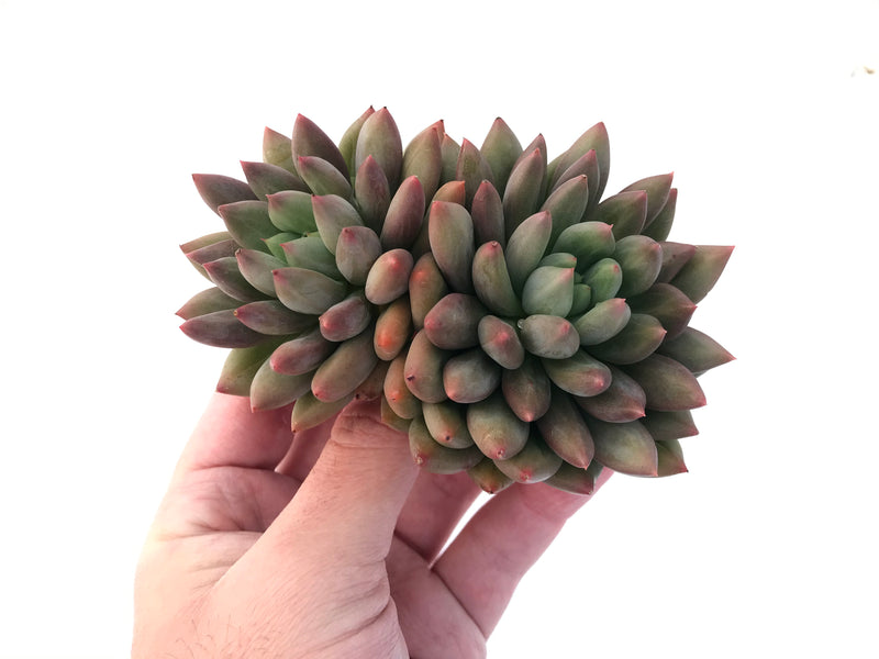 Pachyphytum 'Orange Light' 5" Double-Headed Cluster Succulent Plant