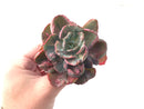 Echeveria 'Beyonce' Hearts Delight Variegated 4" Rare Succulent Plant