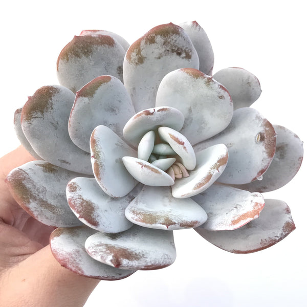 Echeveria 'Laui' 4"-5" Powdery Succulent Plant