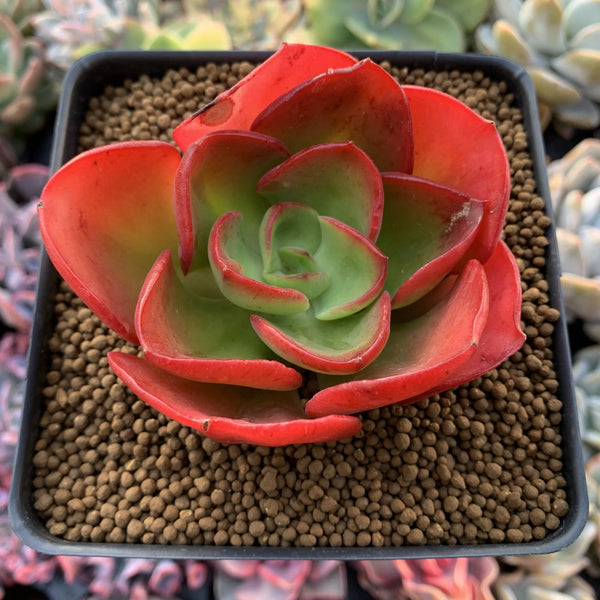 Echeveria 'Nice' 4" Succulent Plant