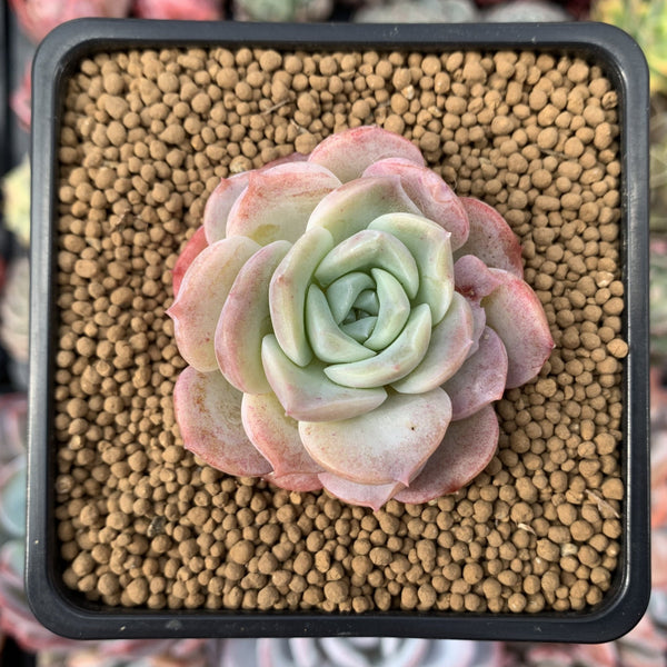 Echeveria sp. 1" Succulent Plant