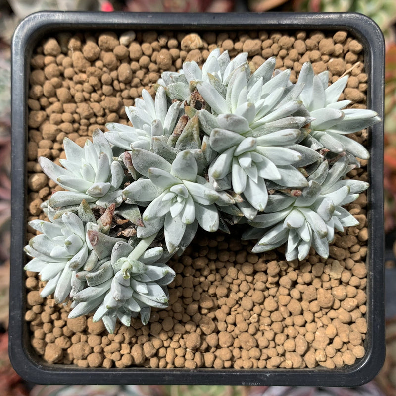 Dudleya 'White Greenii' 3"-4" Cluster Succulent Plant