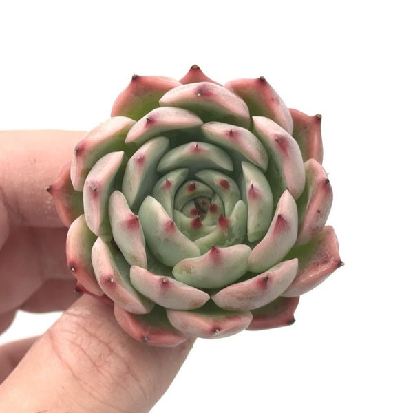 Echeveria sp. 1" Rare Succulent Plant