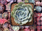 Echeveria 'Snow Shower' 3" Powdery Succulent Plant