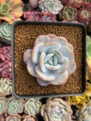 Echeveria 'Laui' 3" Powdery Succulent Plant