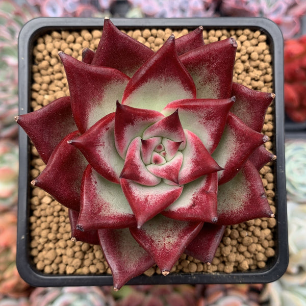 Echeveria Agavoides 'Electra' 3" Succulent Plant