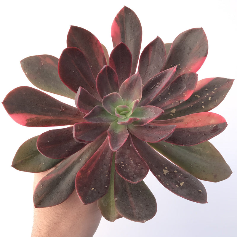 Echeveria 'Hanaikada' Variegated 9" Extra Large Succulent Plant